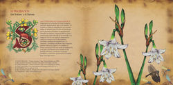MEMORIA_GRÁFICA_INVESTIGACIÓN_MAL_VIENTO22