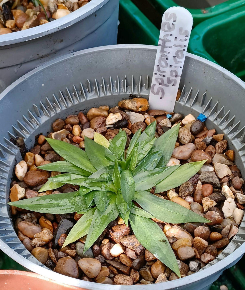 Leaf rosette