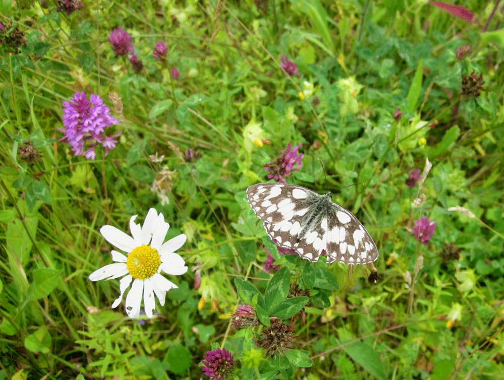 IMG_0579-web.gif