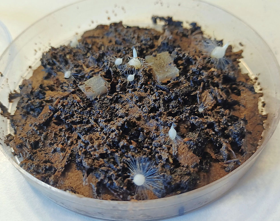 O. mascula germinating on SAS medium, fungus introduced in chunks of agar