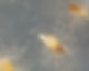 D. viridis protocorms 2.jpg