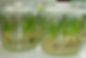 Anacamptis morio seedlings.jpg