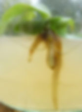 Anacamtis morio seedling with roots and first tuber forming.jpg