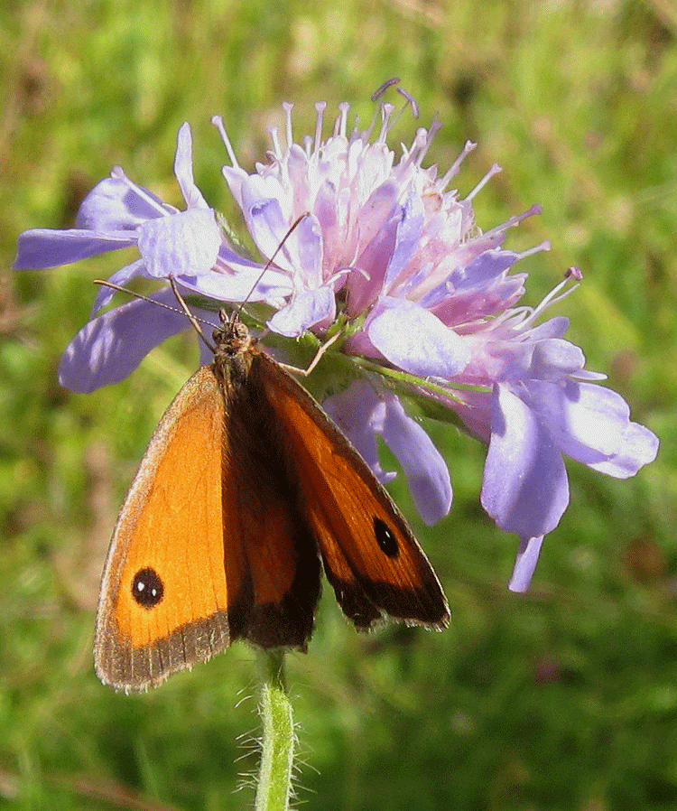 2015-7-28-Gatekeeper-3-web.gif