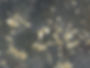 protocorms growing in B1 fungus.jpg