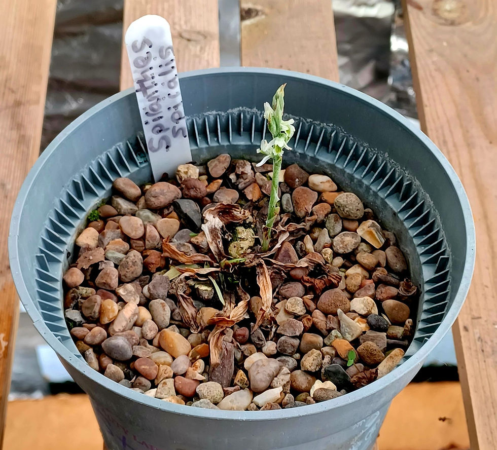 My first flowering spike! Note new leaves not yet emerged.