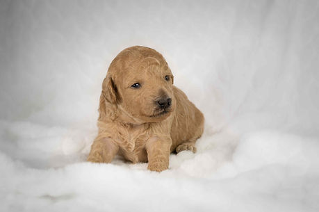 LizLemon2Weeks.jpg