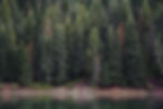 site background trees.jpg