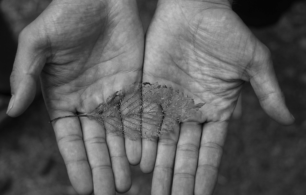 Hands holding a leaf