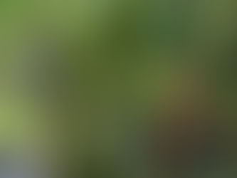 Ação rápida da AREA garante segurança e circulação após rajadas de vento.