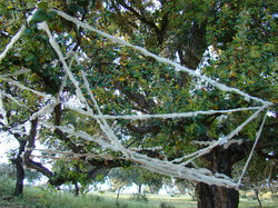 Osvaldo Giuliani IIIWS (2)