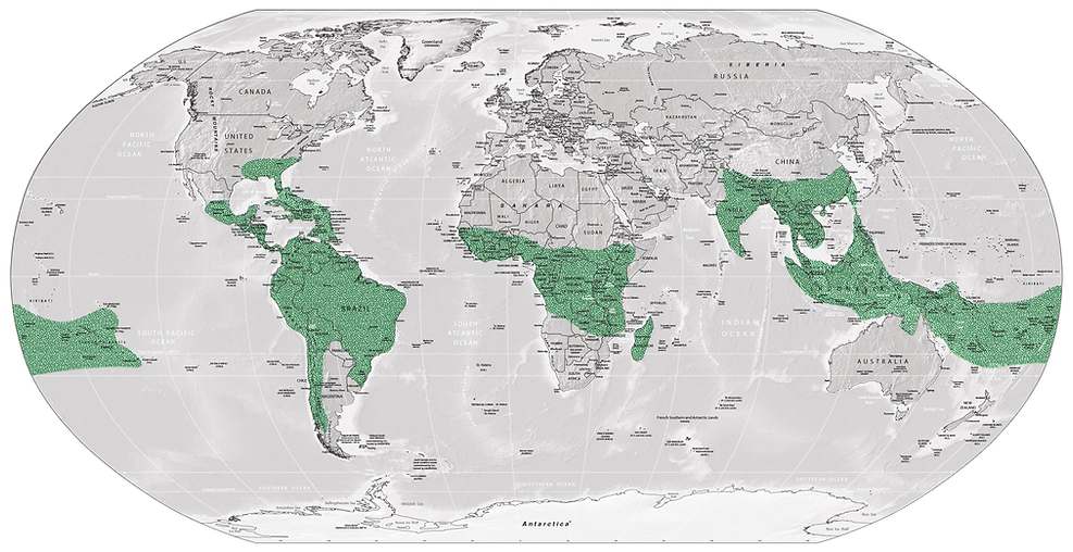 BAMBOO WORLD MAP--RENUTEQ Sourcing.png