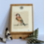 BI6 Goldfinch