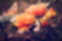 bloom-blossoms-buds-87452_edited.jpg