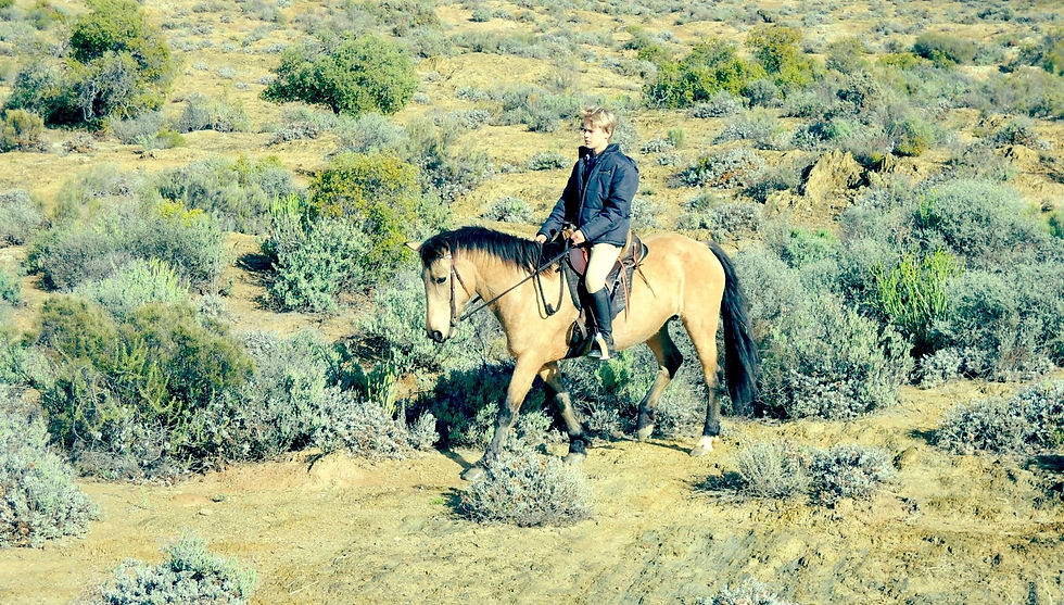 Daniel Horseriding