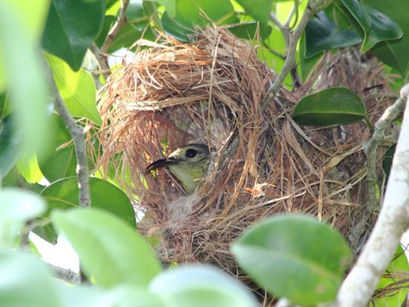 A female sunbird in her nest.