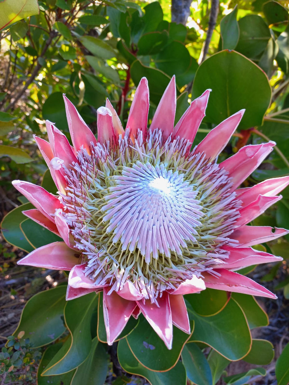 King Protea in flower