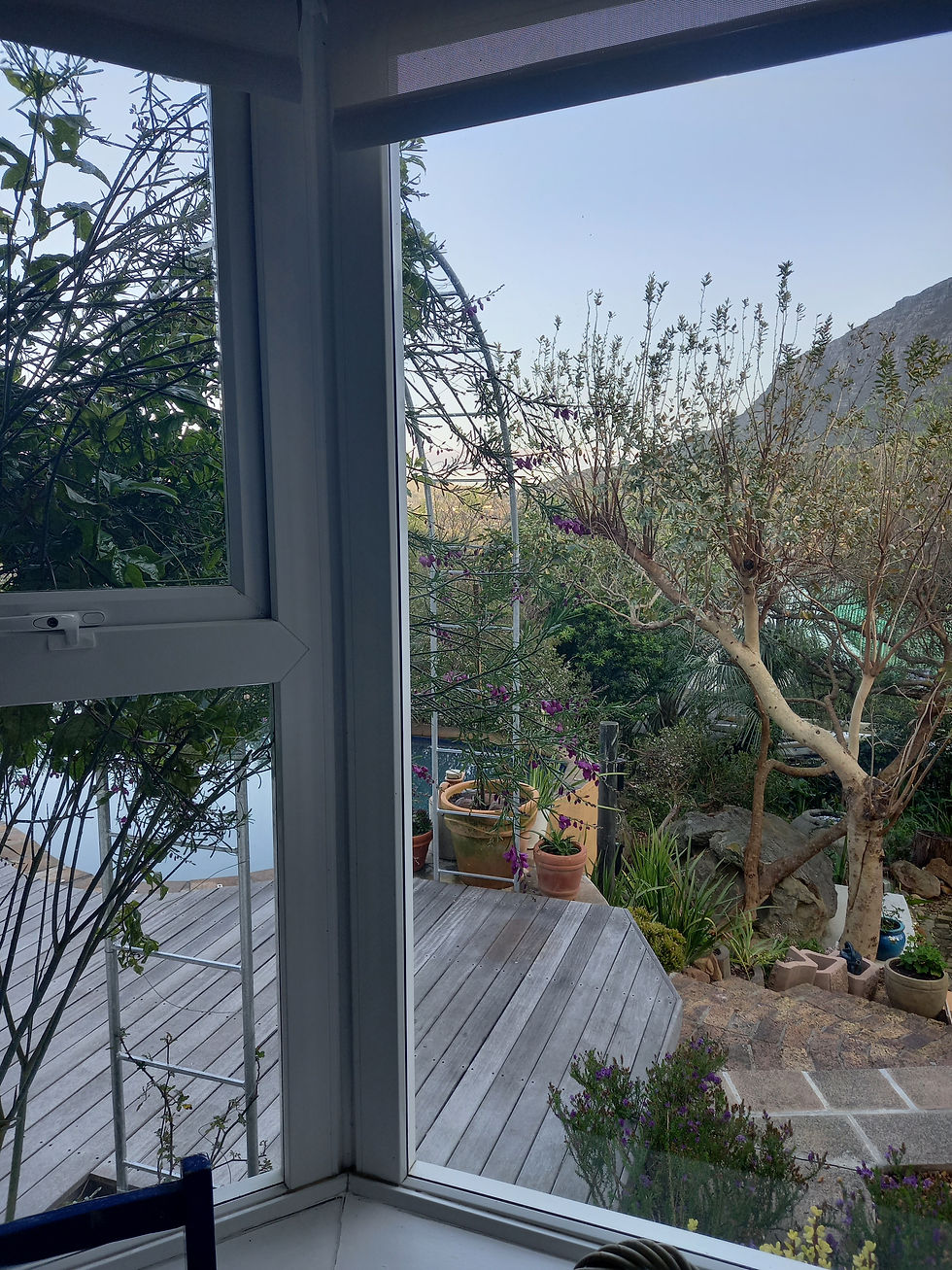 The granadilla from inside the house. A perfect view of the sunbirds' nest from here.