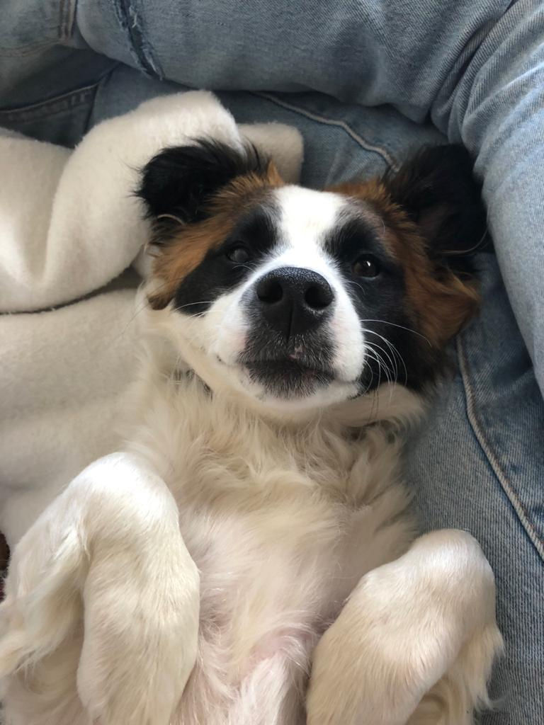 Morrie with paws up