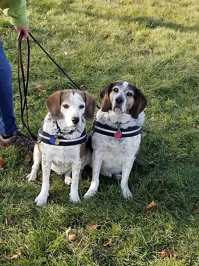 dog training chicago area