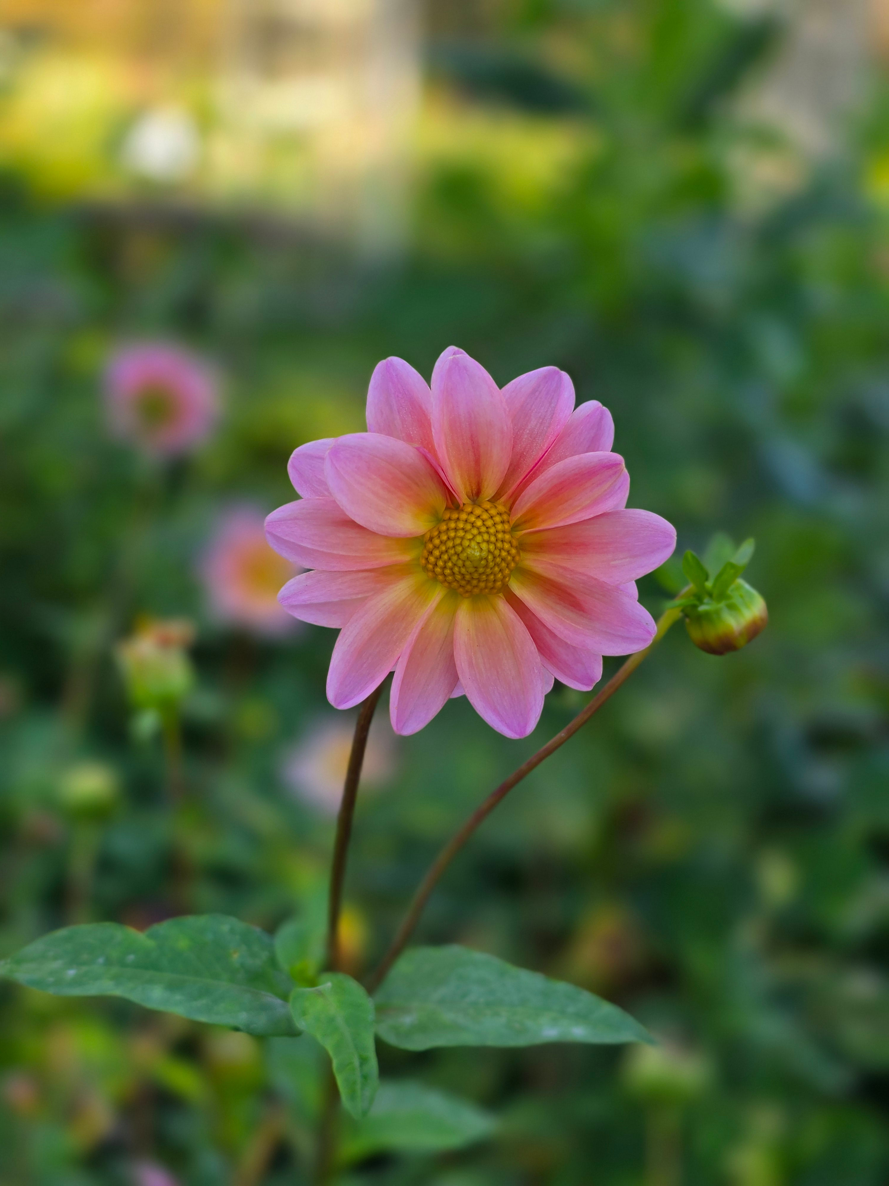 Merton's Peach Single