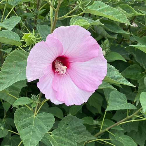 Swamp Rosemallow Good Seed Natives