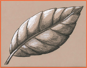 Virtual Leaf.jpeg