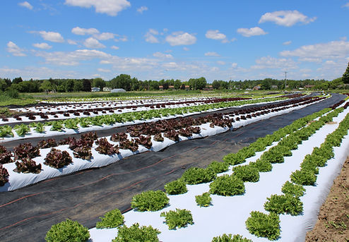 Crop Photo of produce