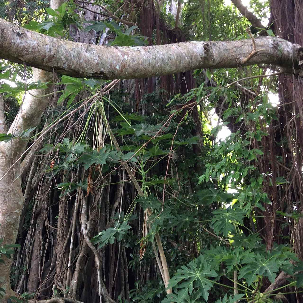 Banyan tree