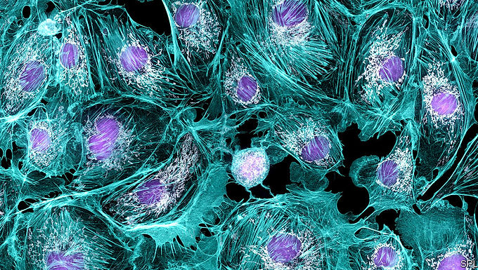 CellType