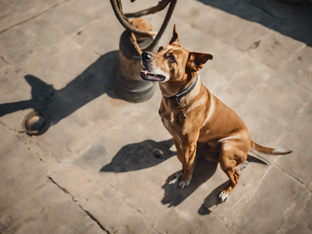 Ultimate Guide to Dog Training Techniques and Tricks