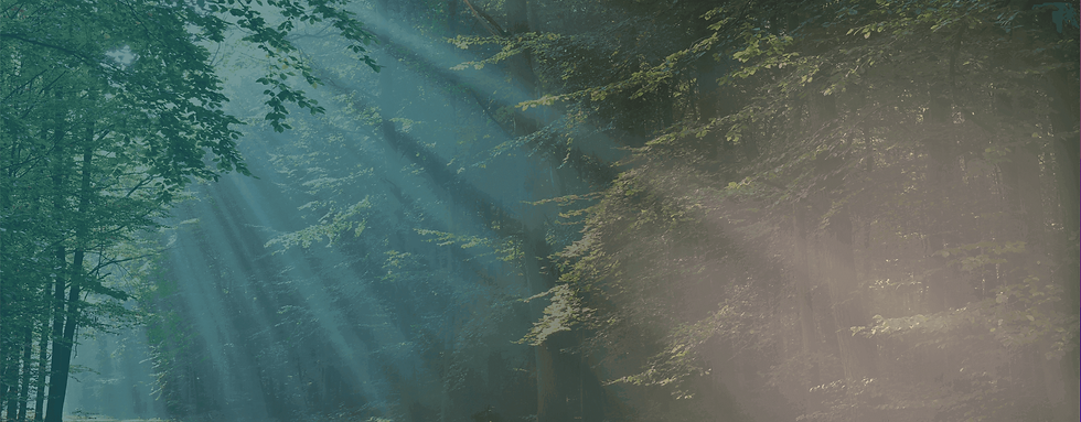 rays-of-sun-shining-in-forest.png