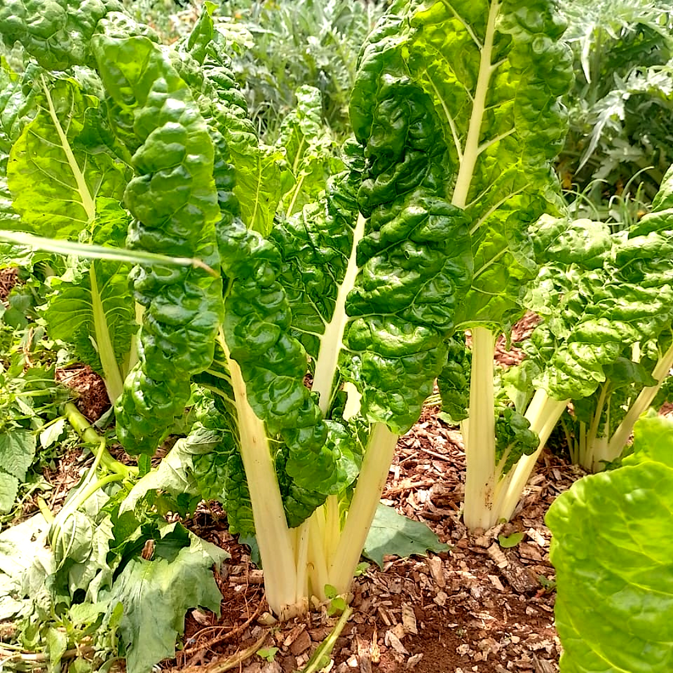 ForestFoods Spinach in the Farm