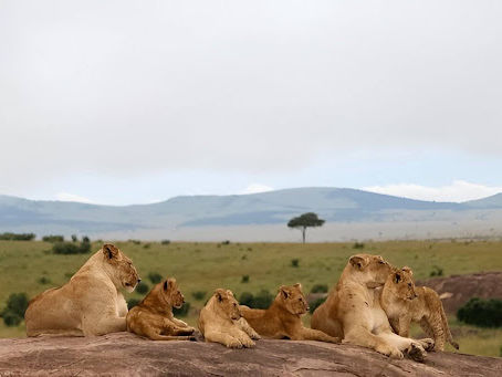 Family Safari Adventure: Planning a Kid-Friendly Maasai Mara Trip