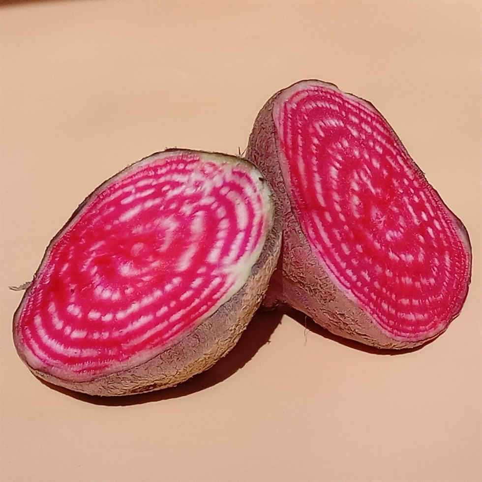 ForestFoods Beetroot Chioggia