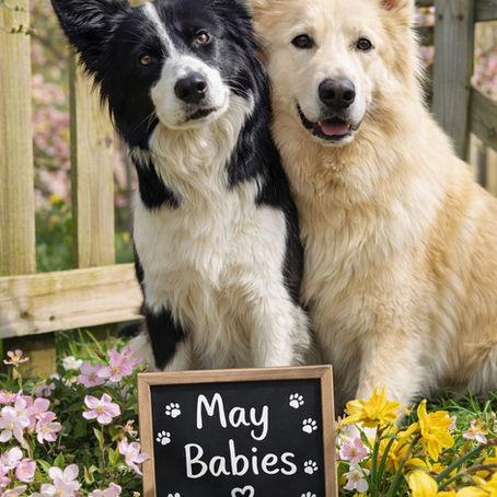 Swish Sheps 2026 Outcross Litter ~ Bear x Mia