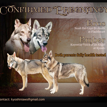 Northern Inuit Litter