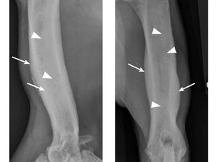 Panosteitis (“Growing Pains”) in German Shepherd Dogs