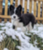 Mia as a Puppy