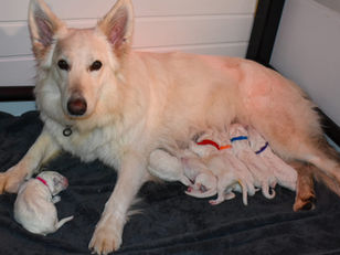 Bear is a Grandfather