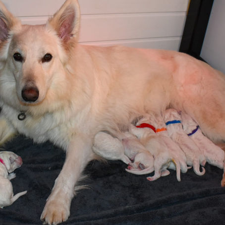 Bear is a Grandfather