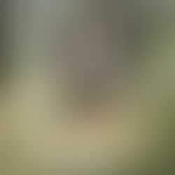 Benefiting From Hybrid Vigour - Or Neglecting Our Dogs' Future 