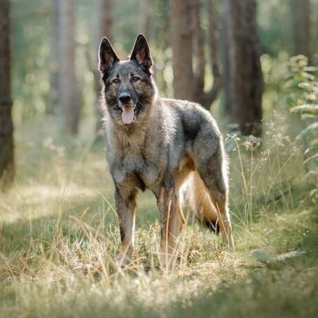 Benefiting From Hybrid Vigour - Or Neglecting Our Dogs' Future 