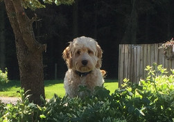 Ralph