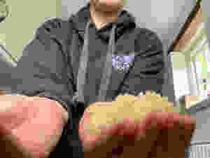 A cupped hand portion of bulgar wheat
