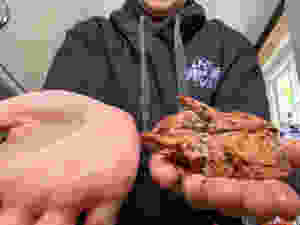 A palm size portion of protein