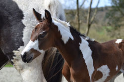 TENTATION D'ELPHEN Z