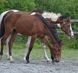 DSC_0332.JPG