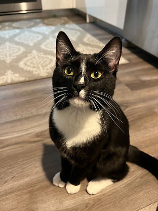 Mellow Tail-er Wilson during a cat sitting visit