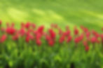 publicdomainpictures-tulips-21620_1920